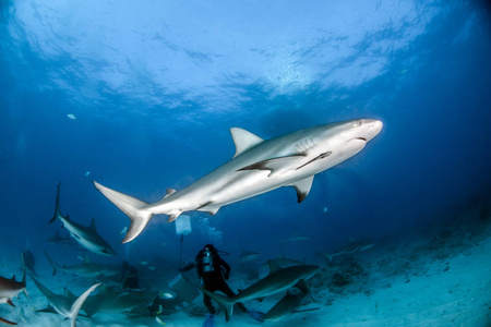 瓜德鲁普对立美国维尔京群岛,战术备战迸发 瓜德鲁普对立美国维尔京群岛,战术备战迸发