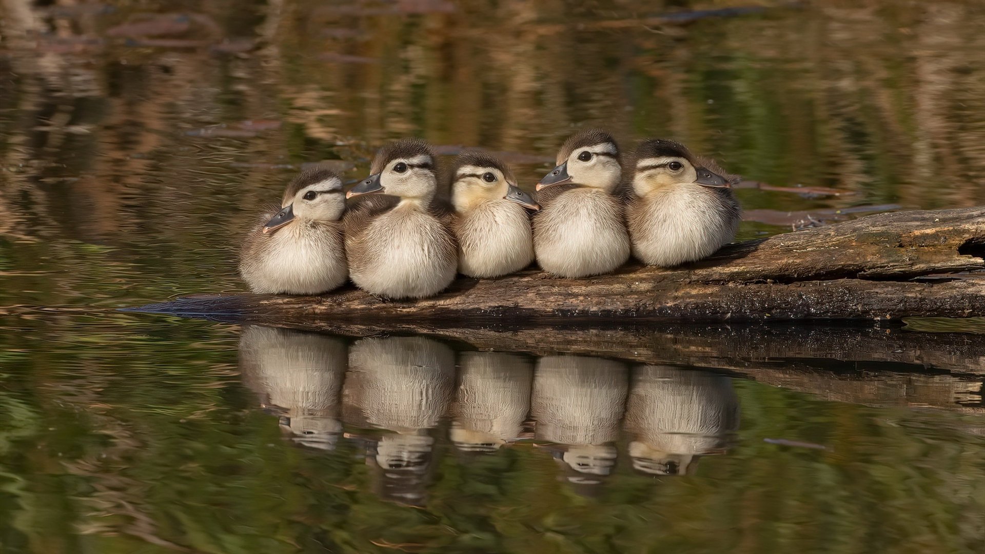 狂飙40+独木擎天!小贾伦全程高能输出撕裂森林狼防线
