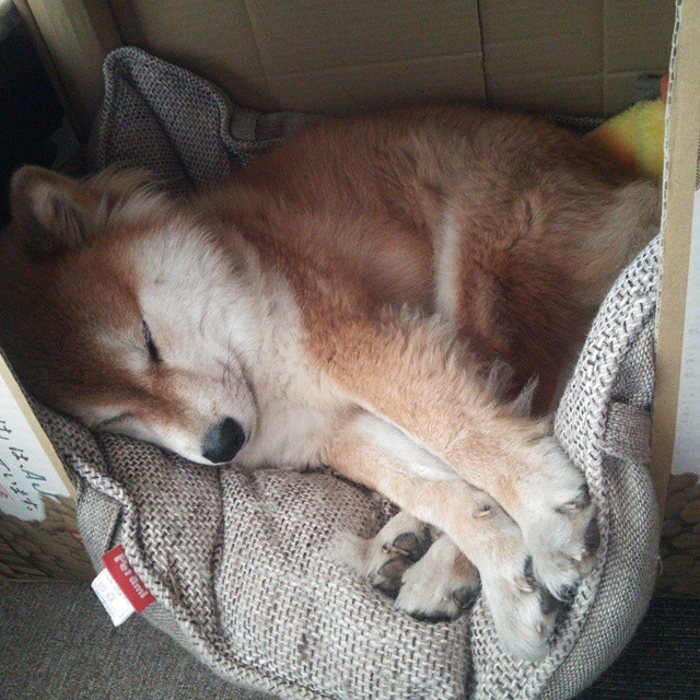 篮球双星闪耀全球,公牛收割新疆队,小贾伦欧冠半决赛接管比赛