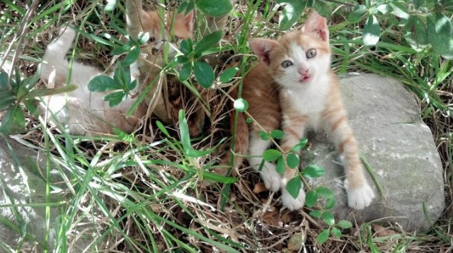 门神之光,拉亚三记神扑提前终结悬念,芬兰与乌克兰的对决化为个人秀