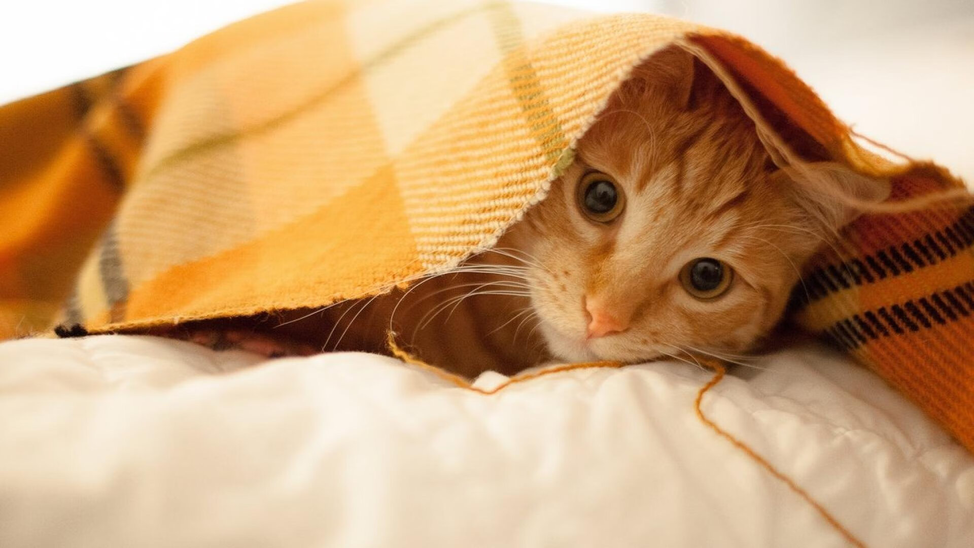 欧冠血脉激荡中超,上海申花主场3-1踏平浙江队,技术流碾压彰显冠军相