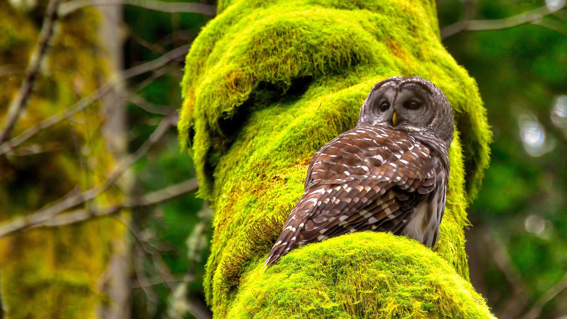 内线巨塔的统治艺术,武切维奇全面压制湖人防线