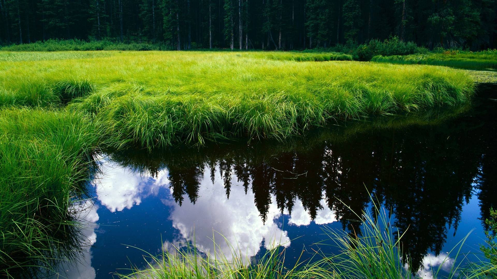 双城记,五棵松的血拼与伊蒂哈德的奇迹