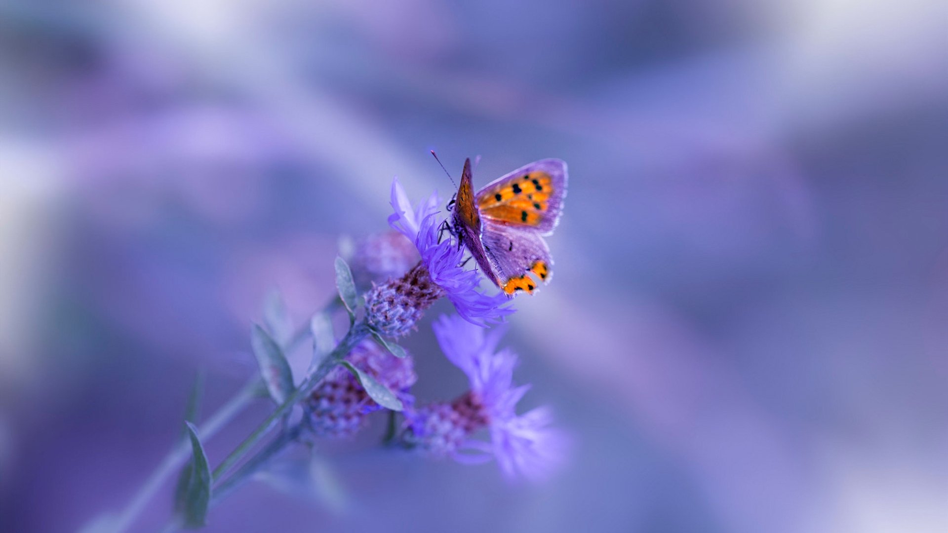 双城记,五棵松的血拼与伊蒂哈德的奇迹