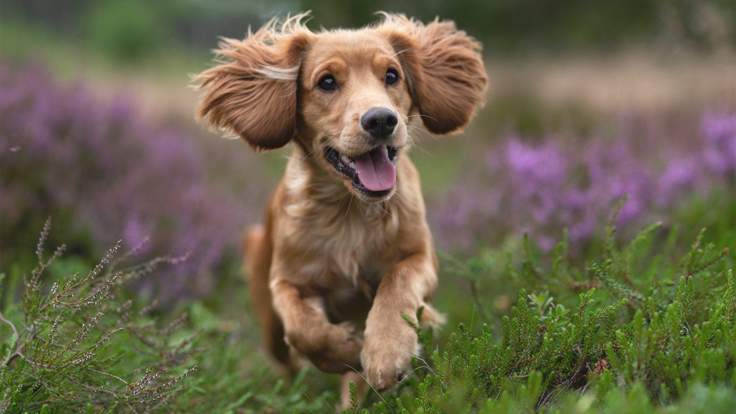 铁血鏖战!德罗赞末节狂飙定乾坤,勇士跨洋血拼险胜广东