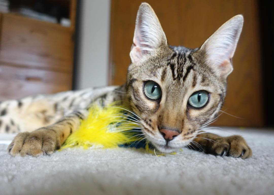 哈尔滨的逆袭,当吉林哈登在关键回合拒绝手软