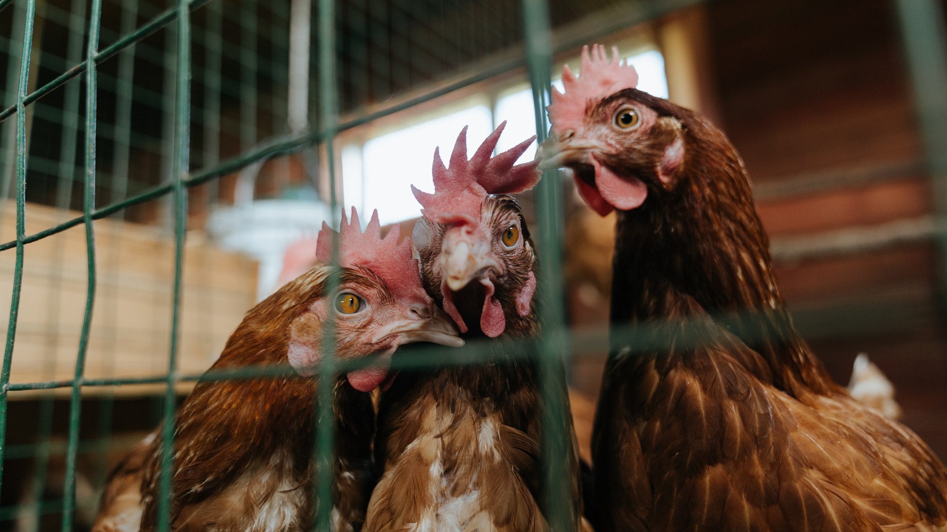 掘金单节狂潮击溃深圳,霍勒迪如定海神针稳控全场